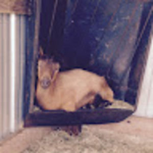 Meet your Posher, Gabrielle jennings